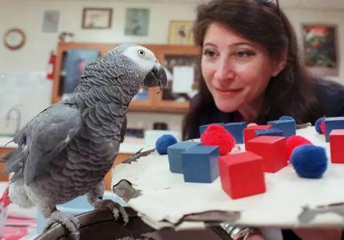 鹦鹉爆料主人出轨了吗视频,主人出轨事件大揭秘 第2张 鹦鹉爆料主人出轨了吗视频,主人出轨事件大揭秘 第2张